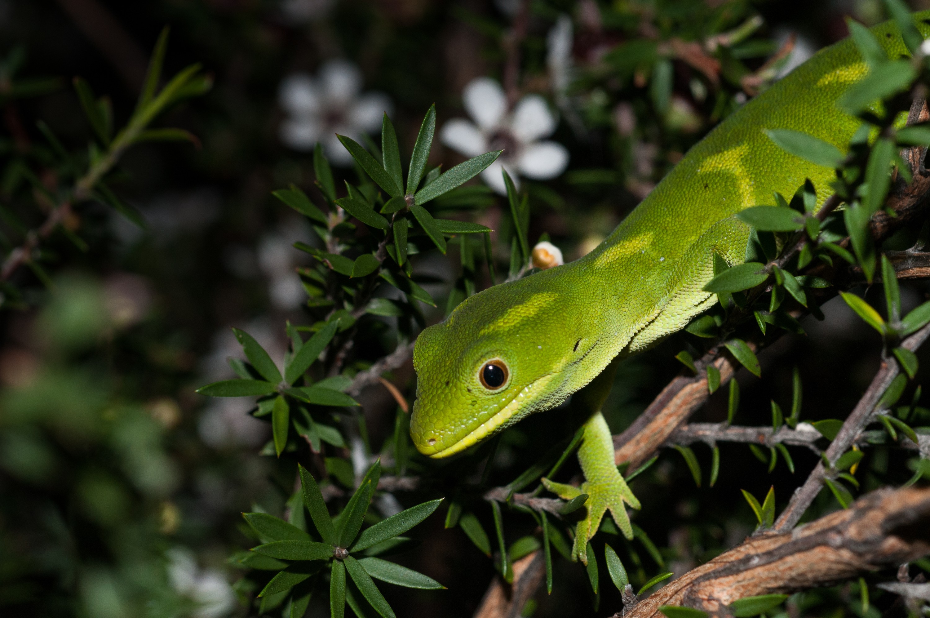 _IRM3659 – Auckland, green, gecko, Naultinus, elegans, elegans, home, lizard, irene, reptiles, rare, cold, blood, new, new zealand, zealand, nz, irene, nov16